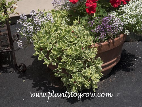 Mezoo Trailing Red Livingstone Daisy (Dorotheanthus bellidiformis)
Growing and trailing over a 12-14 inch clay pot.  Growing with Crystal Clear Alyssum and a red Geranium. This was a southern exposure, on a black top driveway with reflexive siding. The Alyssum shut down rather quickly in this hot spot.